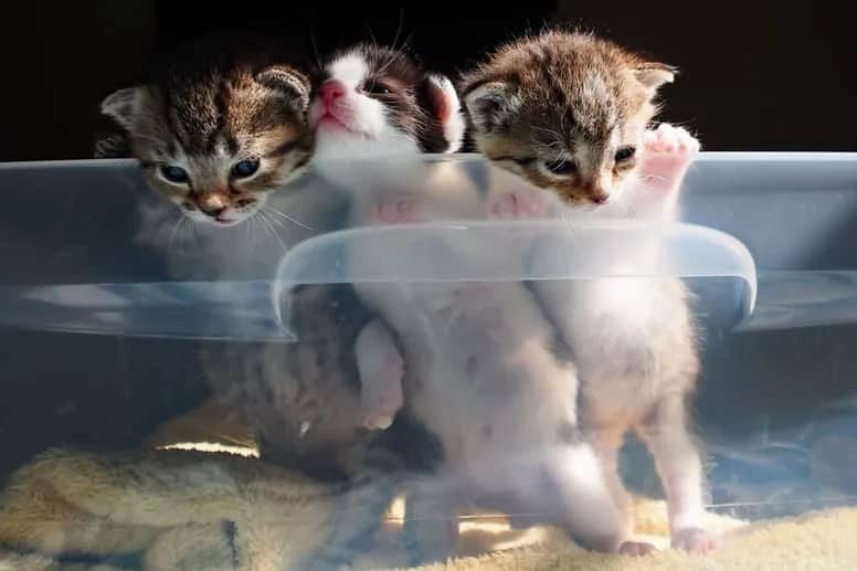 Rozwój kociąt: Od narodzin do odkrywcy wygląd tydzień po tygodniu