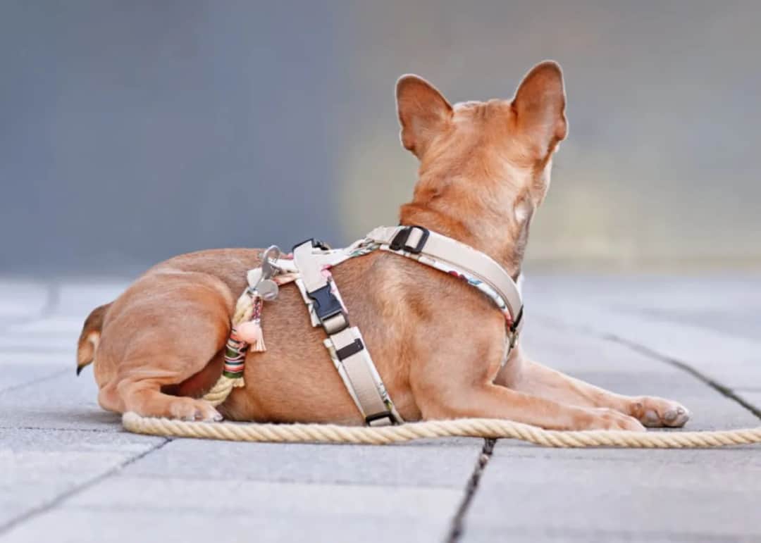 Szelki dla psa: Przewodnik eksperta. Wybierz idealne i zdrowe!