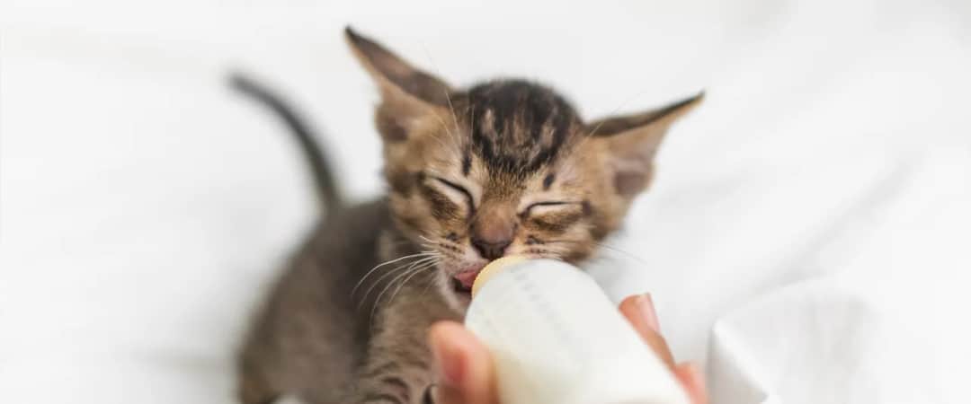 Jak karmić małego kotka? Pełny poradnik krok po kroku!