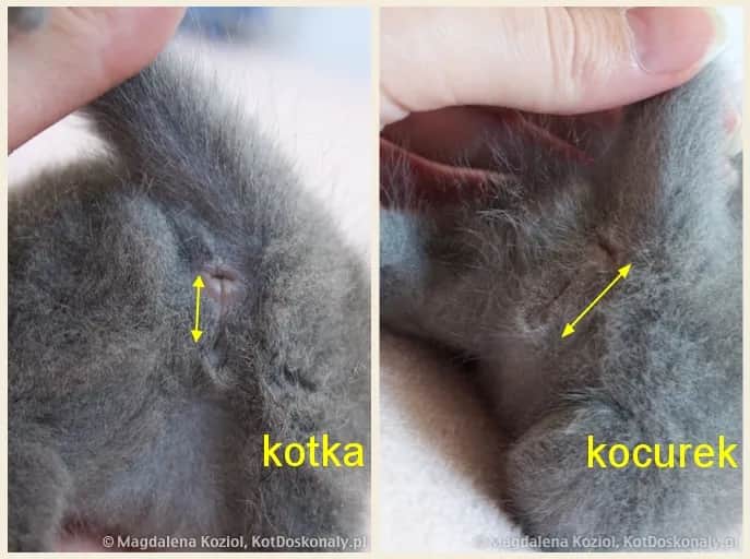 Jak rozpoznać płeć kota? Sprawdzone metody dla każdego opiekuna.