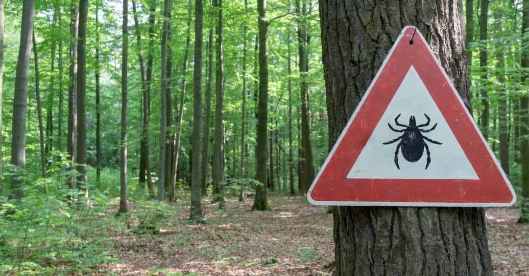 Kleszcze nie spadają z drzew! Gdzie ich szukać i jak się chronić?