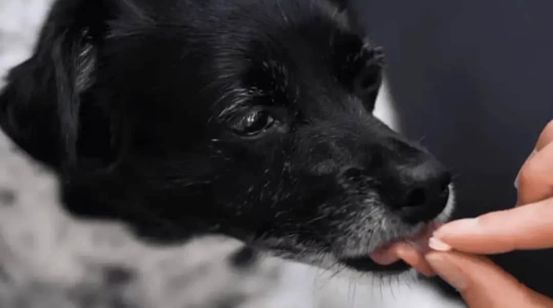 Pyralgina dla psa: Dawkowanie i ryzyko. Kiedy weterynarz jest kluczowy?