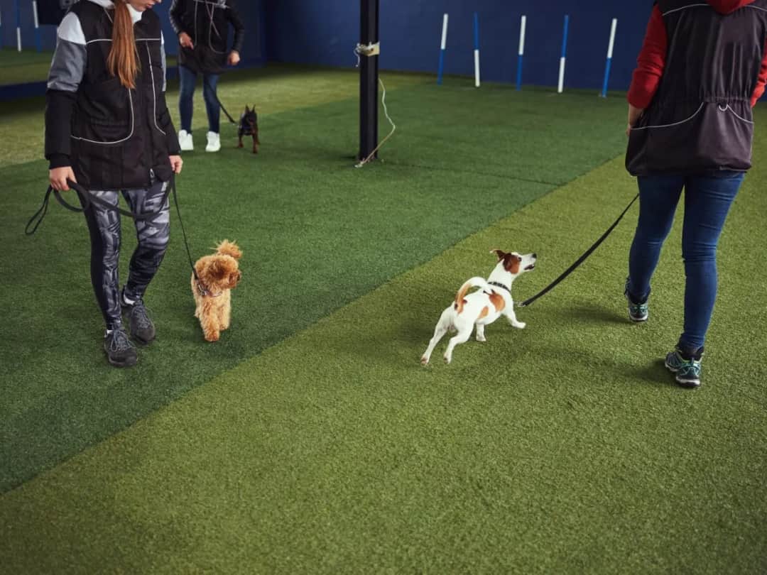 Jak wychować szczeniaka? Kompletny poradnik dla każdego opiekuna