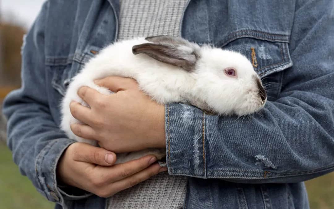 Kokcydioza u królików: Jak leczyć i ratować życie? Poradnik