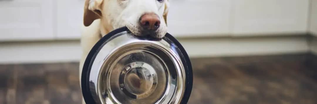 Karma dla psa alergika: Jak wybrać i co podawać? Poradnik eksperta