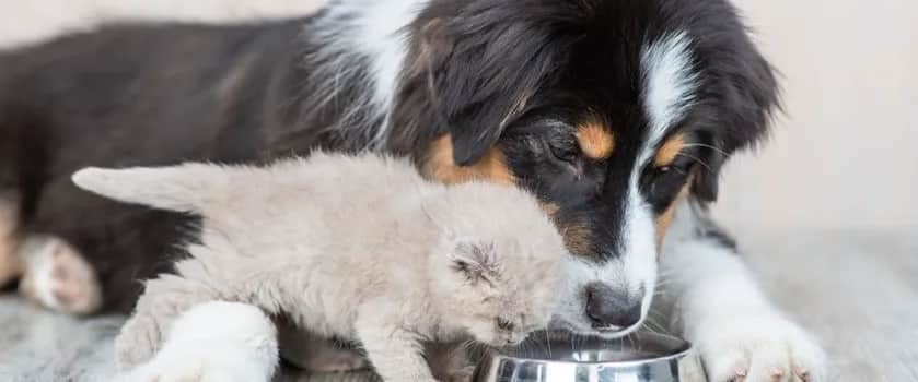 Pies odwodniony? Ludzkie elektrolity to błąd! Co podać bezpiecznie?