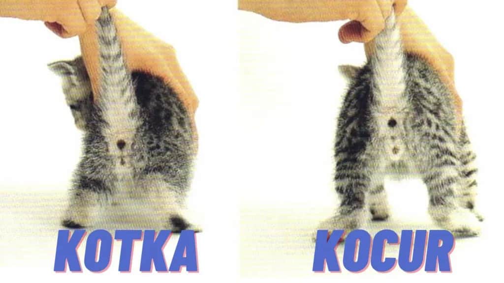 Jak odróżnić kocura od kotki? Metoda średnika i dwukropka