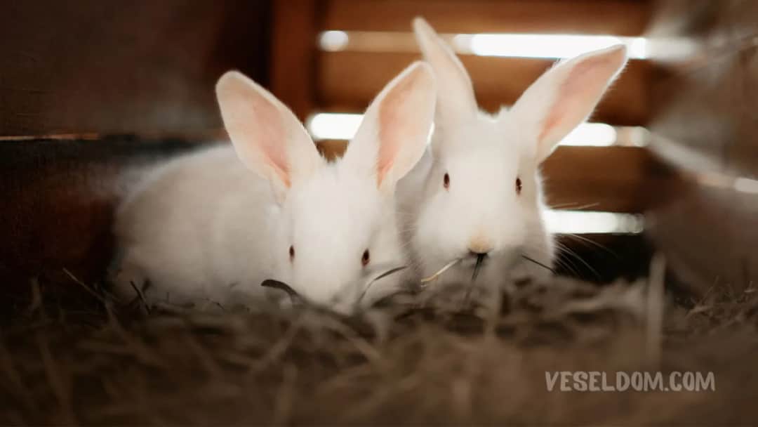 Dlaczego królik kicha? Od kurzu po infekcje sprawdź, kiedy reagować