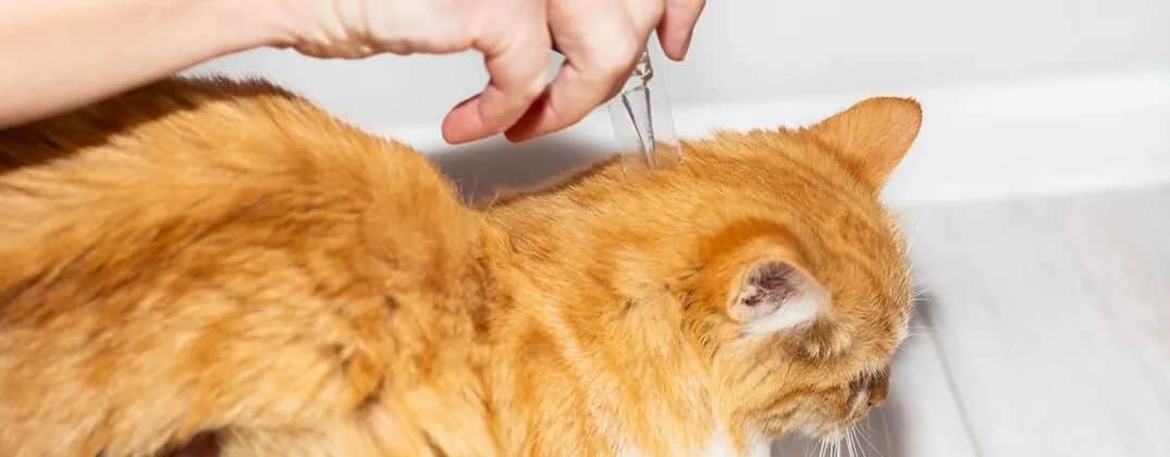 Kleszcze u kota: Pełny przewodnik, jak chronić mruczka bezpiecznie!