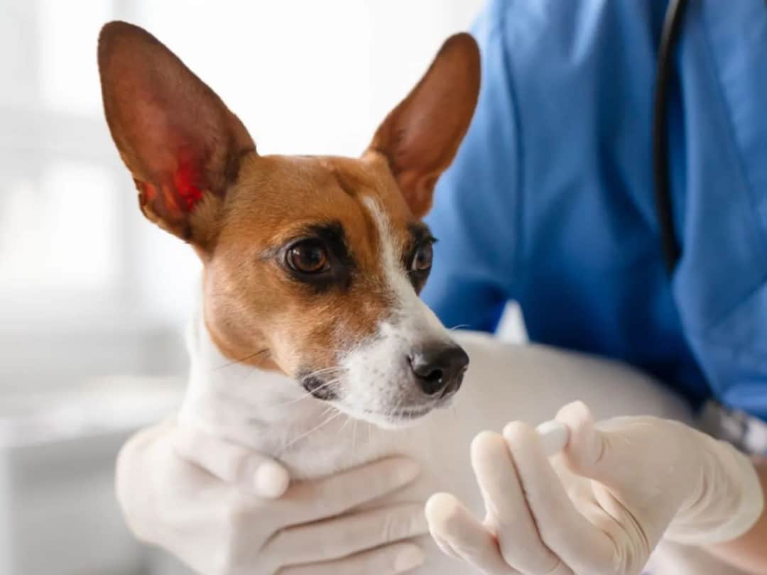 Ludzkie krople dla psa? Nie rób tego! Bezpieczne alternatywy i weterynarz