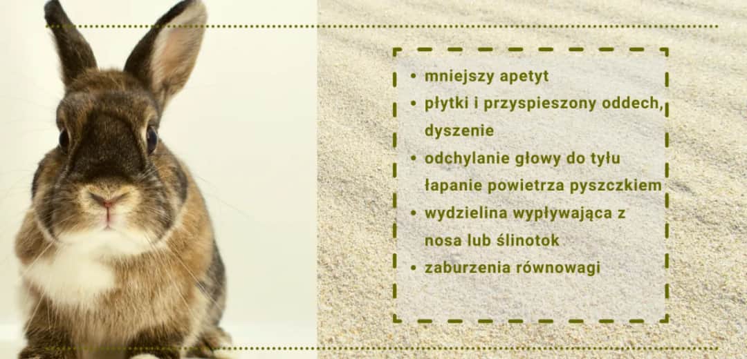 Czy króliki śmierdzą? Nie! 7 sposobów na świeżość w króliczym domu