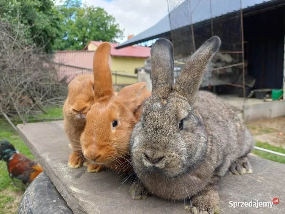 Królik mięsny: Szybki tucz do 3 kg w 3 miesiące?