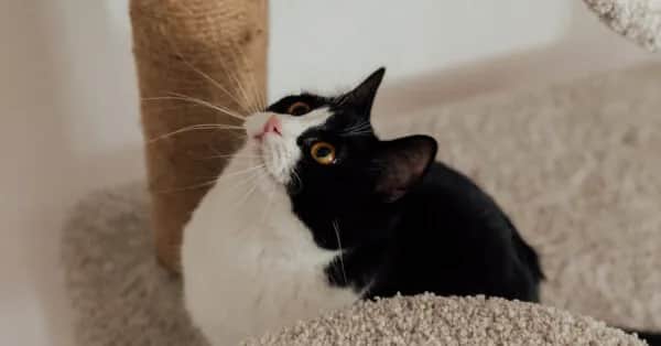 Kotka sika poza kuwetą? Zdiagnozuj przyczynę i znajdź rozwiązanie!