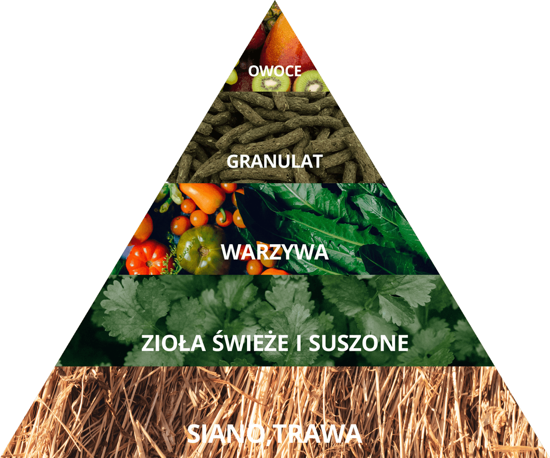 Co może jeść królik miniaturka? Kompletny poradnik żywienia